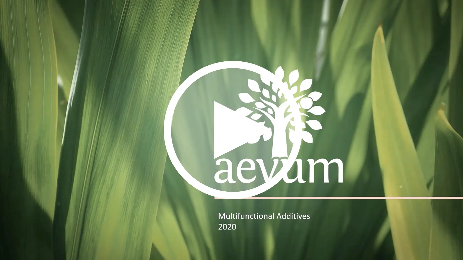 Aevum Vita 525
